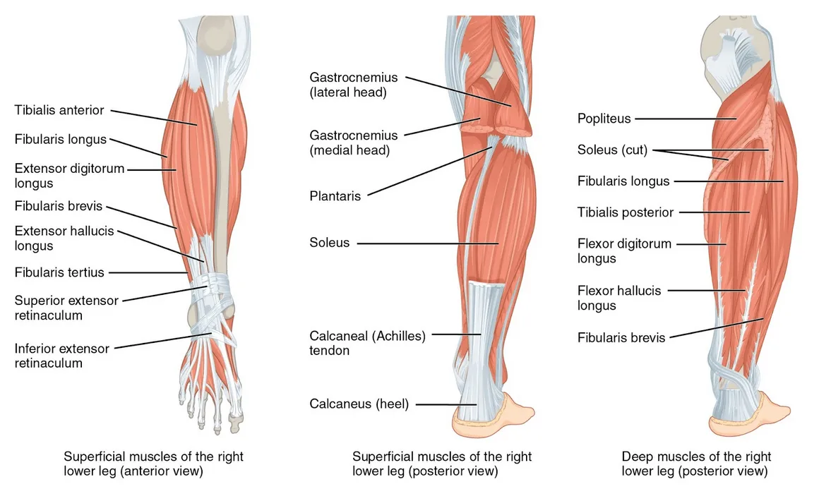 Anatomy diagram of the lower leg muscles, including the calf muscles joining the Achilles tendon.