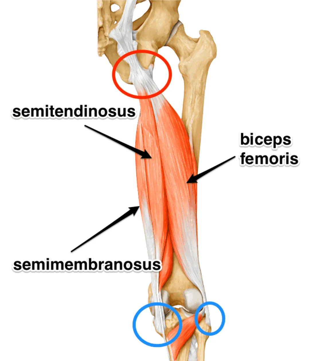 Diagram of the three hamstring muscles running from the sit bone to below the knee.