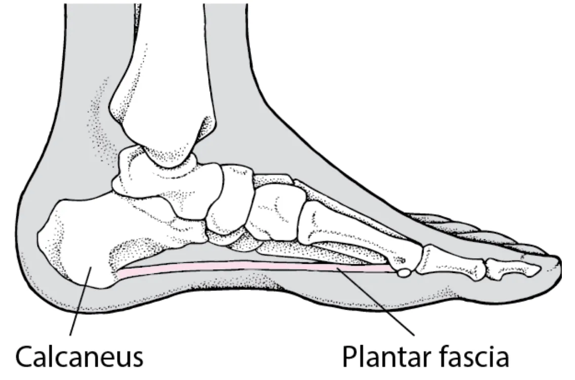 Diagram of the foot showing the plantar fascia running from the heel bone to the toes.