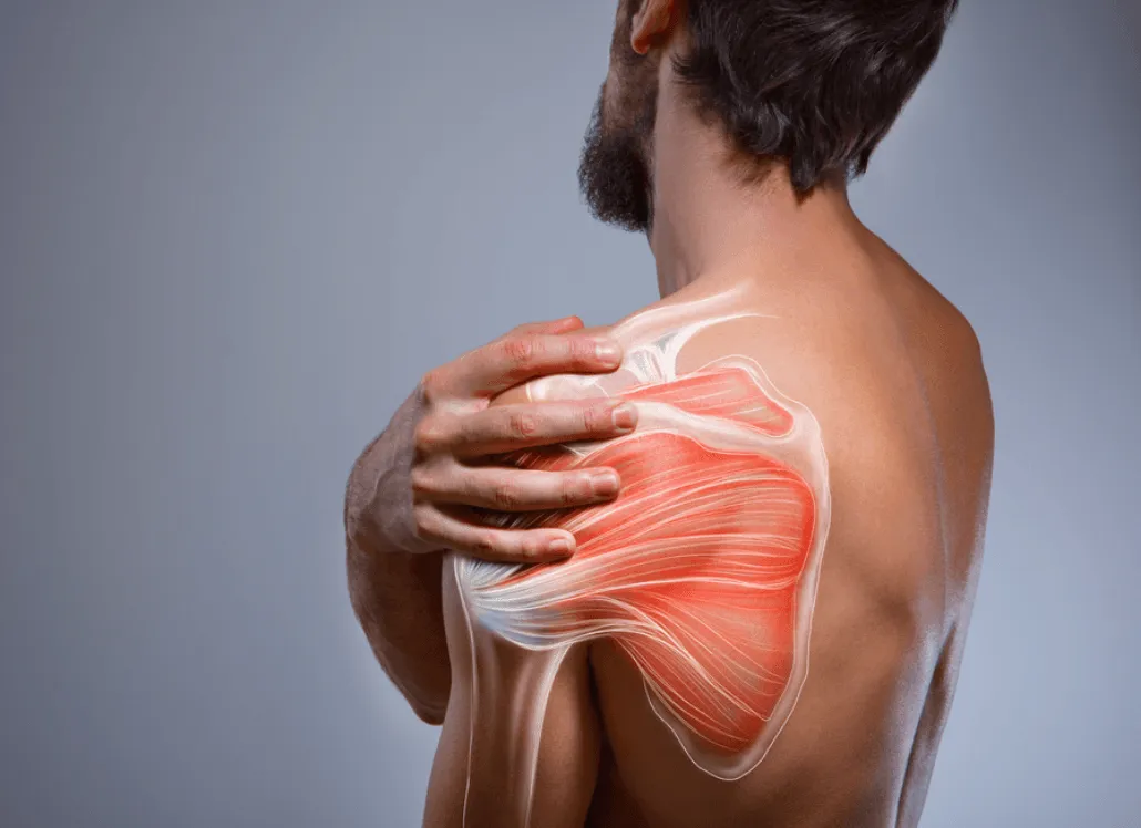 Illustration of the rotator cuff muscles over a person's shoulder.
